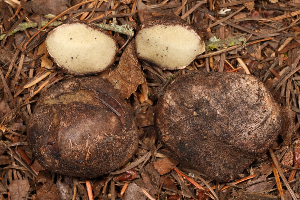 Rhizopogon vinicolor image