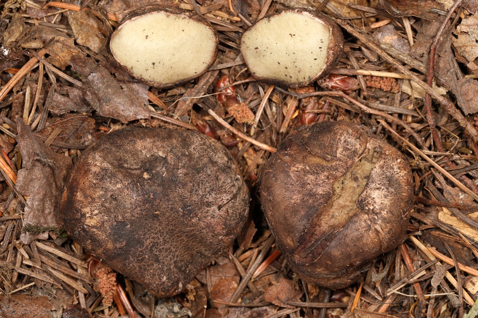 Rhizopogon vinicolor image