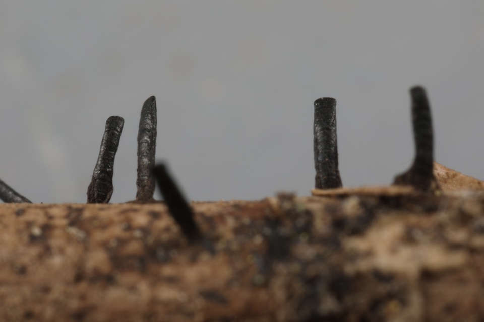 Glyphium image