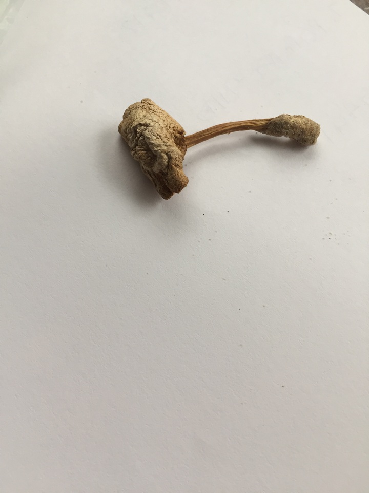 Inocybe pruinosa image