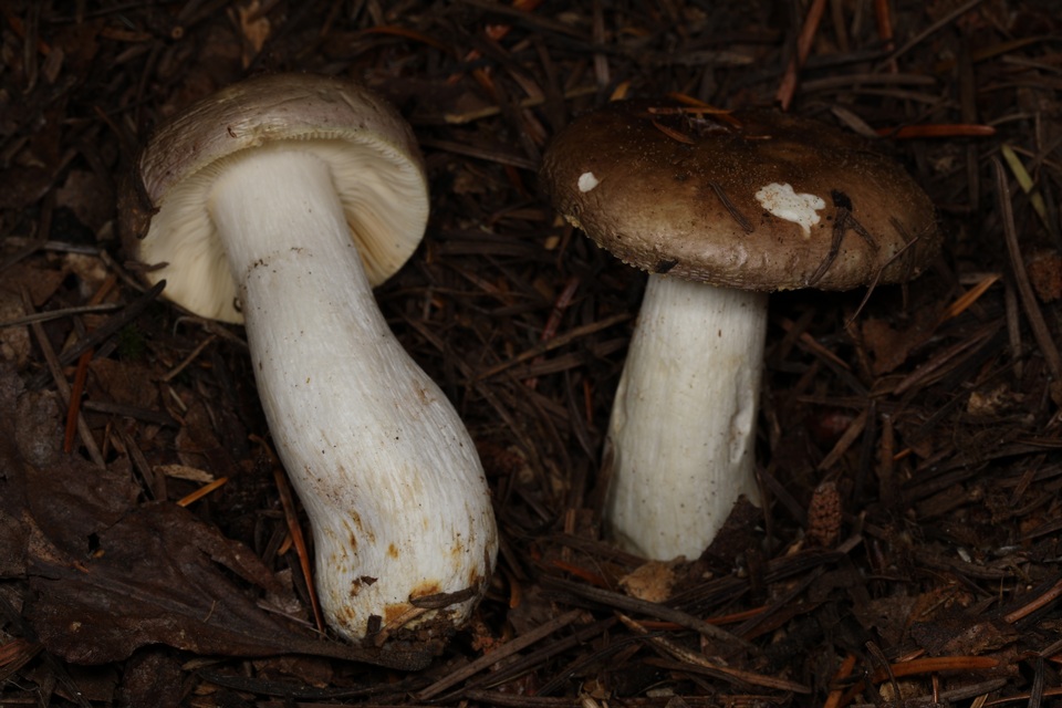 Russula viridofusca image
