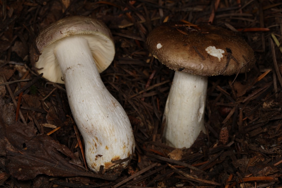 Russula viridofusca image