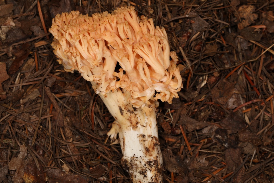Ramaria celerivirescens image