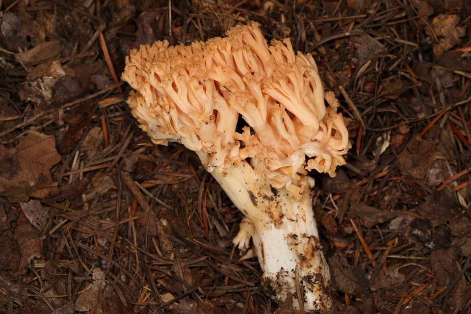 Ramaria celerivirescens image