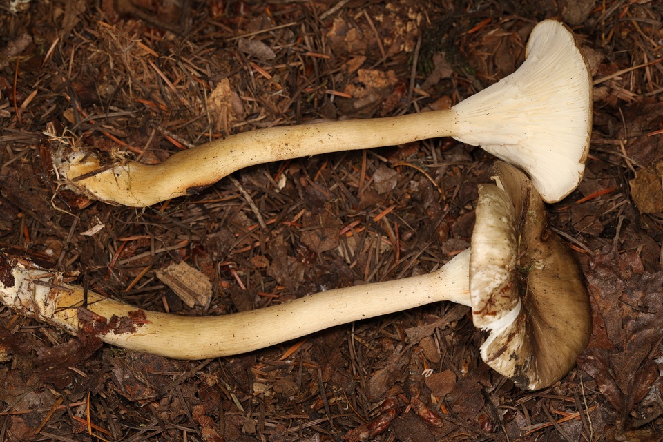 Clitocybula atrialba image