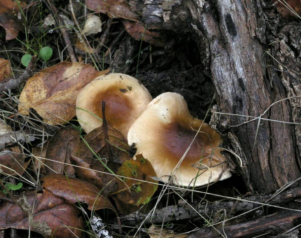 Hygrocybe brunnea image