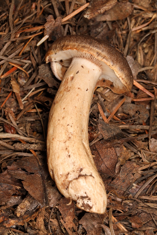 Lactarius kauffmanii image