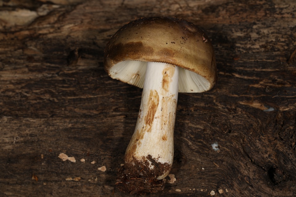 Russula viridofusca image