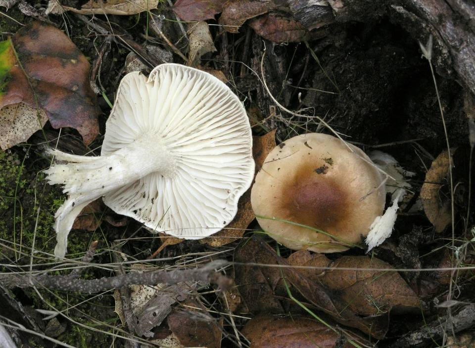 Hygrocybe brunnea image