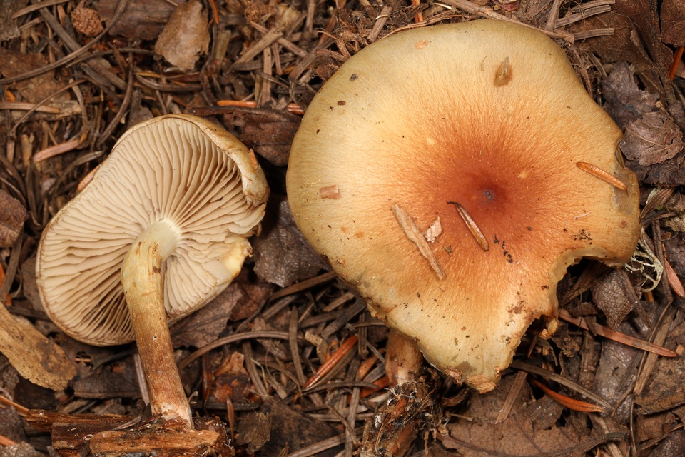 Pholiota decorata image