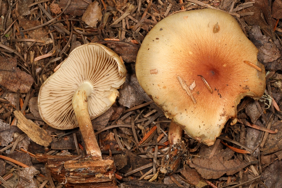 Pholiota decorata image