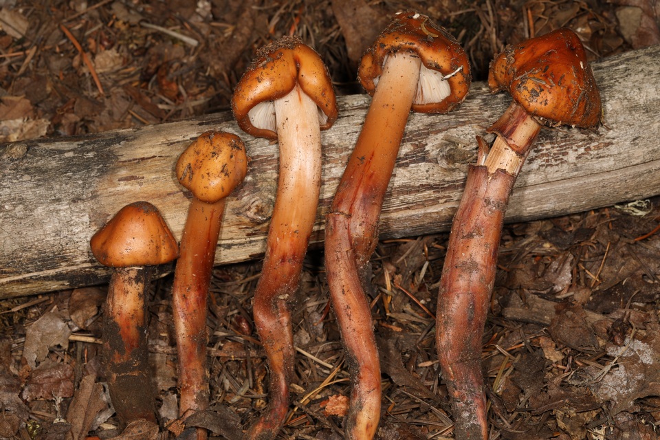Phaeocollybia piceae image