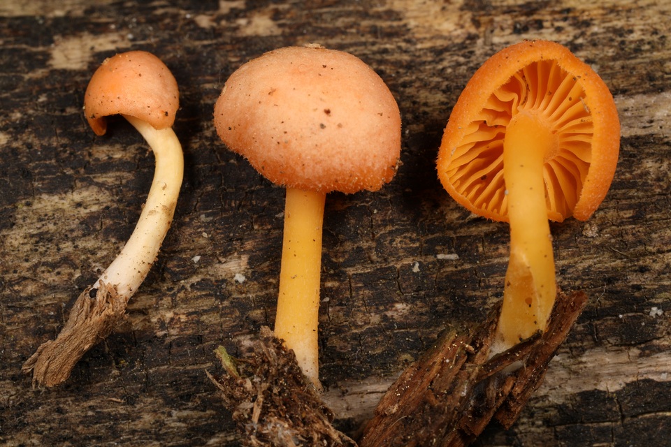 Chrysomphalina aurantiaca image