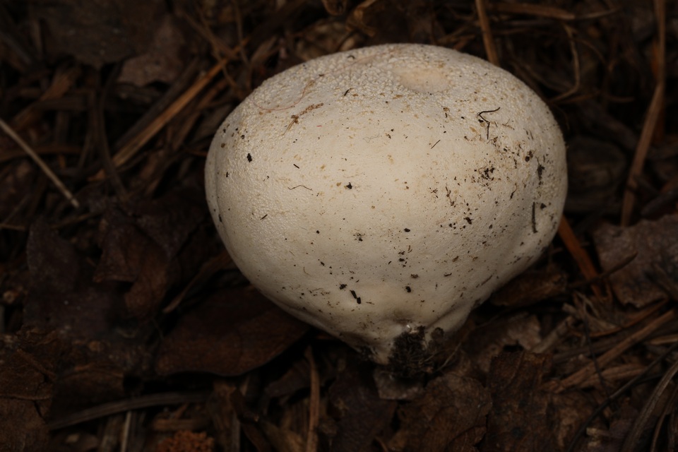 Vascellum lloydianum image