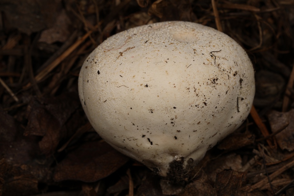 Vascellum lloydianum image