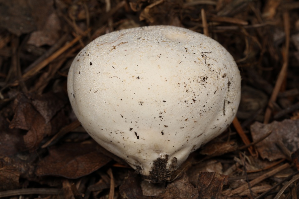 Vascellum lloydianum image