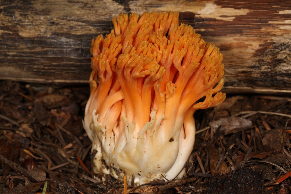 Ramaria longispora image