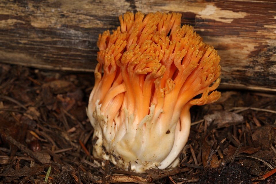 Ramaria longispora image