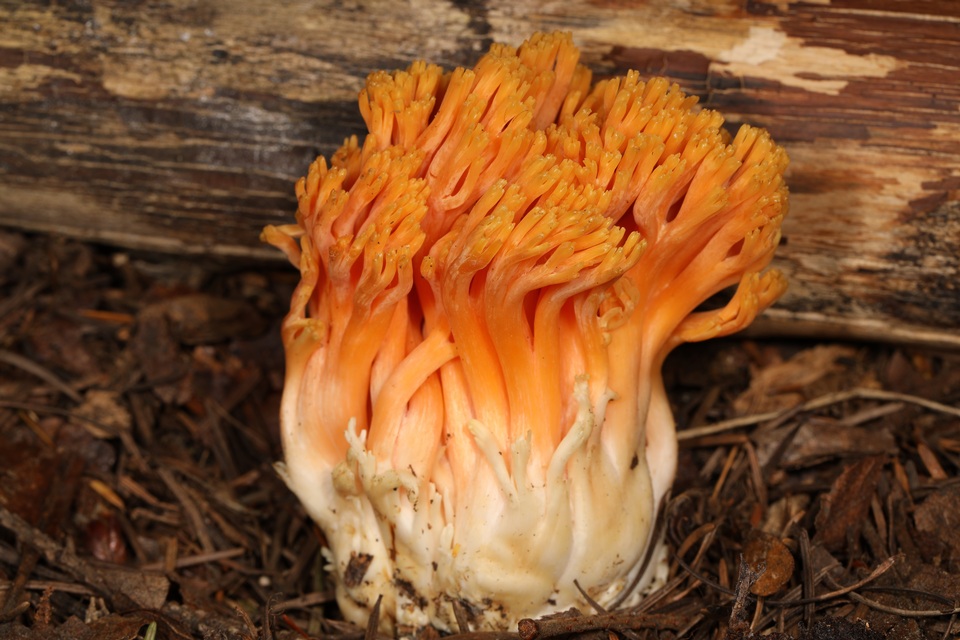 Ramaria longispora image