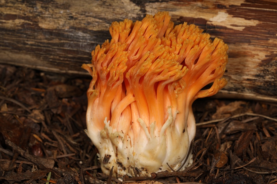 Ramaria longispora image