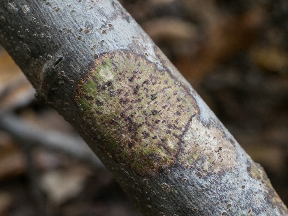 Bathelium carolinianum image
