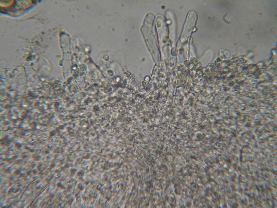 Myxomphalia invita image