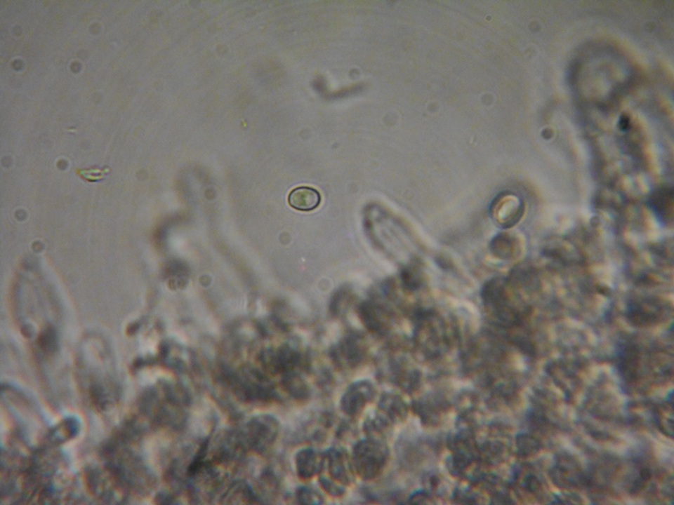 Myxomphalia invita image