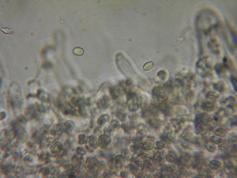Myxomphalia invita image