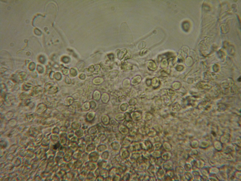 Myxomphalia invita image