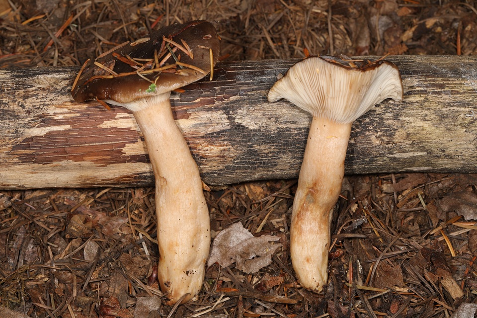 Lactarius kauffmanii image