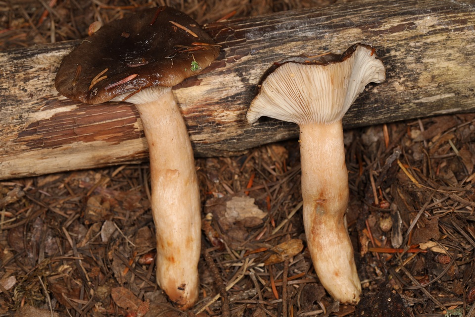 Lactarius kauffmanii image