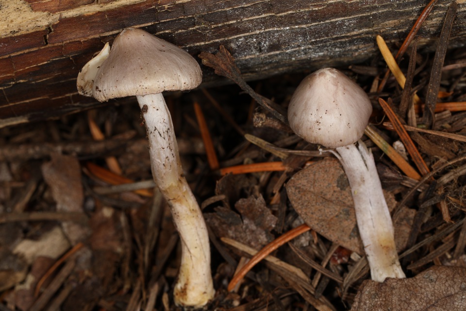 Inocybe pallidicremea image