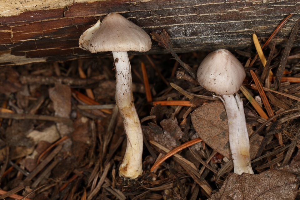 Inocybe pallidicremea image