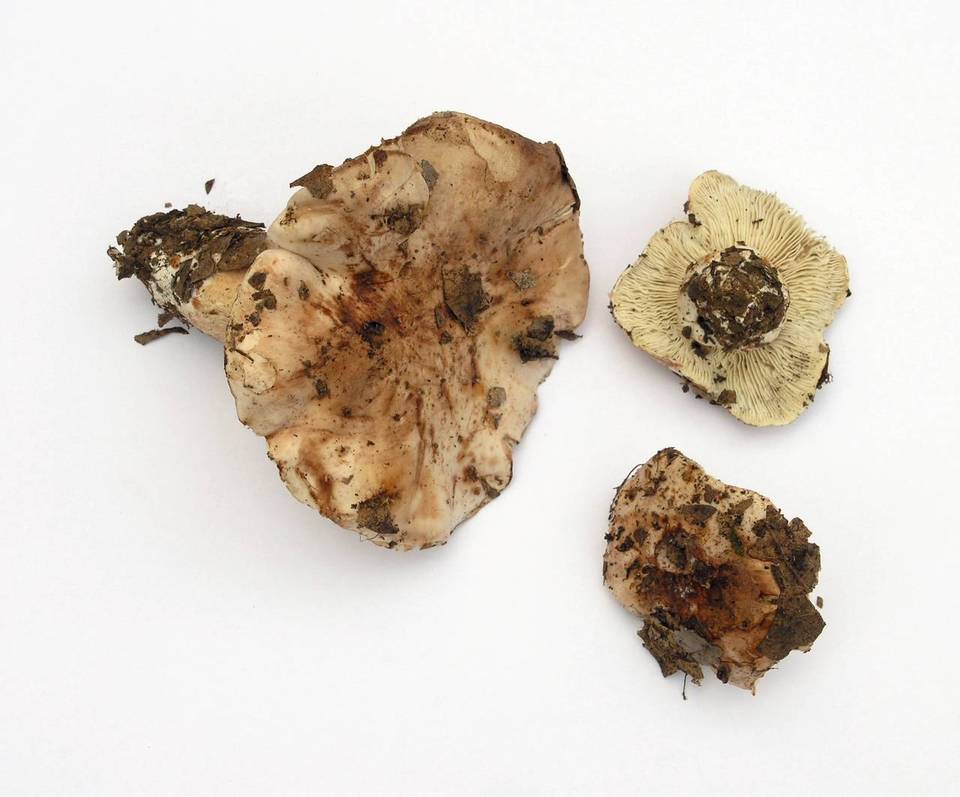 Tricholoma ustale image