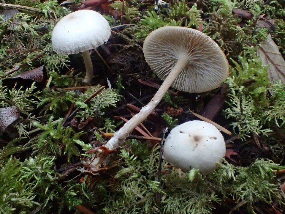 Clitocybe elegantula image