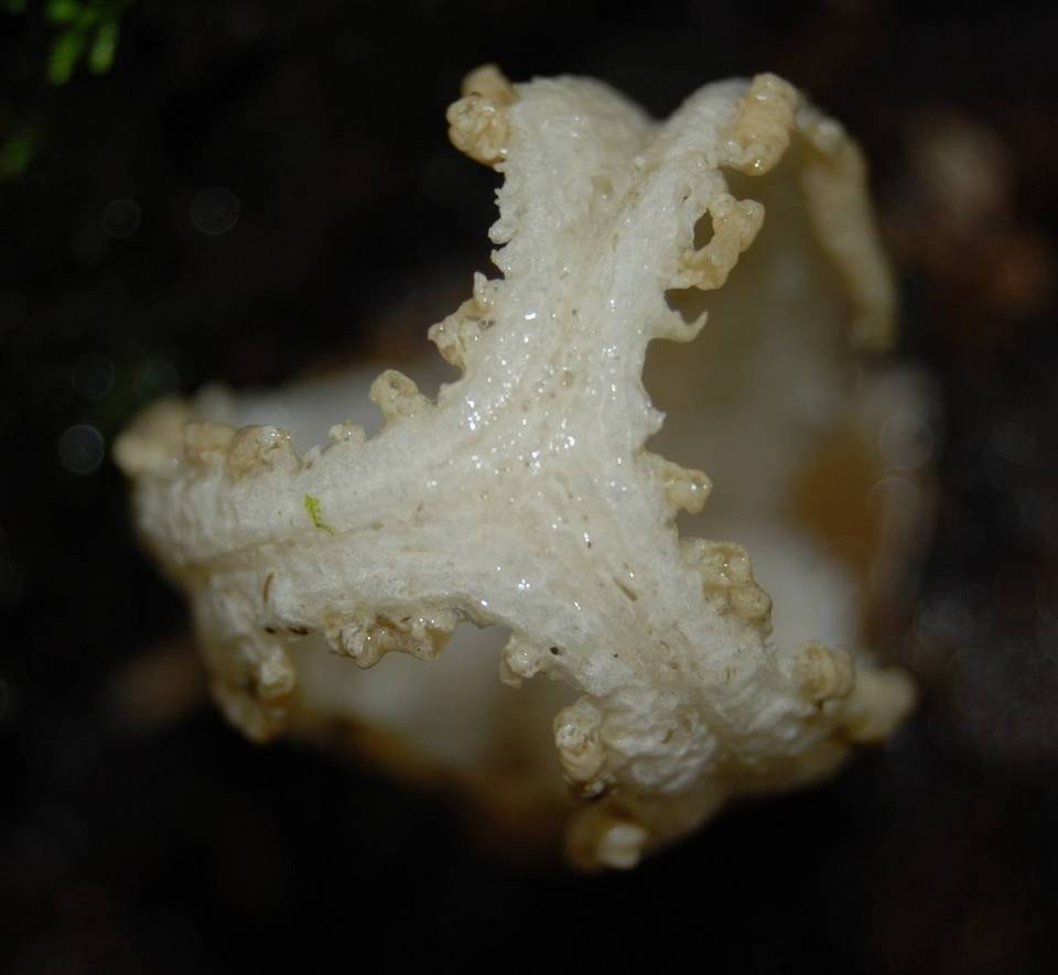 Blumenavia rhacodes image