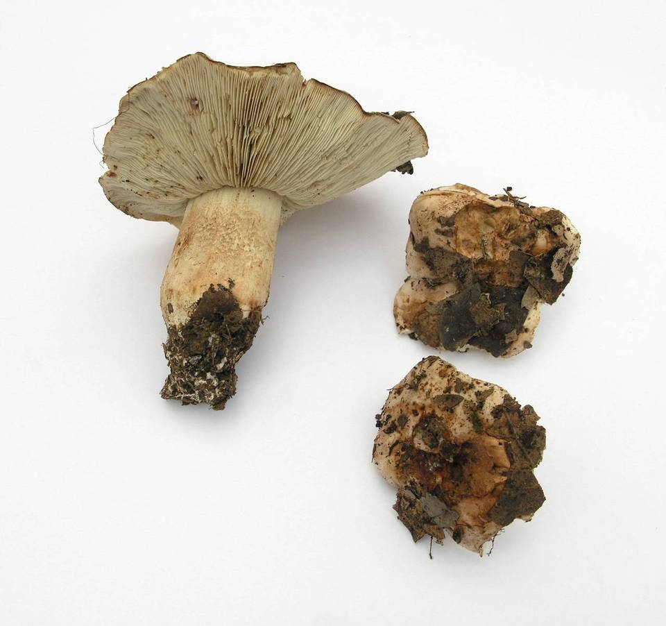 Tricholoma ustale image