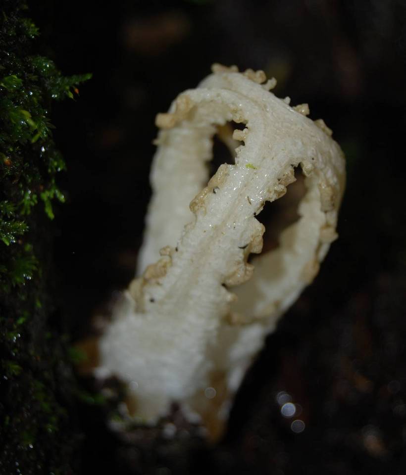 Blumenavia rhacodes image