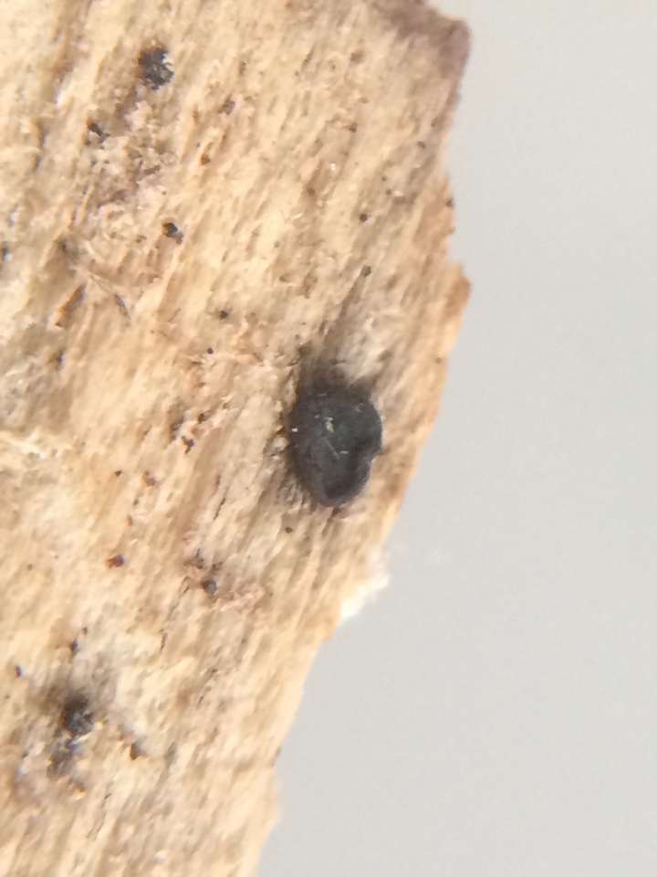 Wegelina subdenudata image