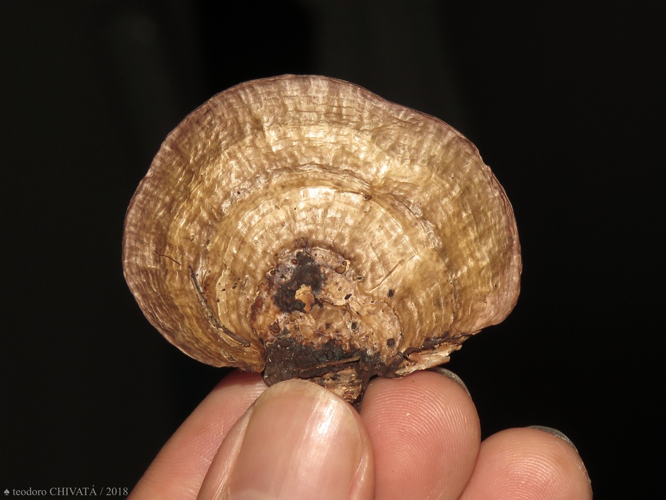 Daedalea flavida image