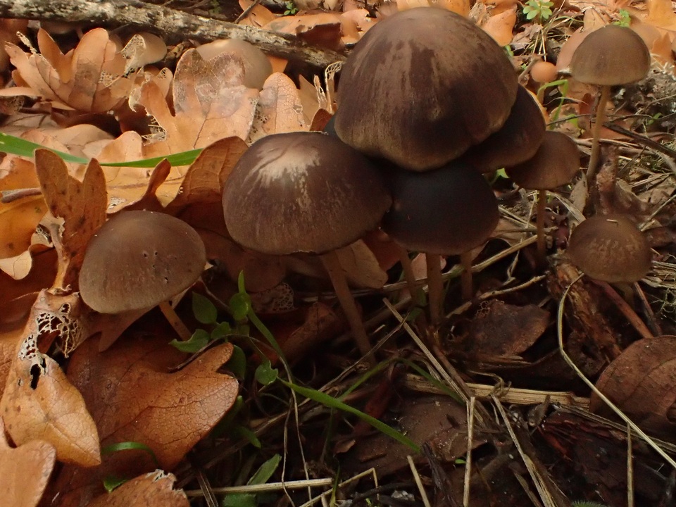 Psathyrella subhepatica image