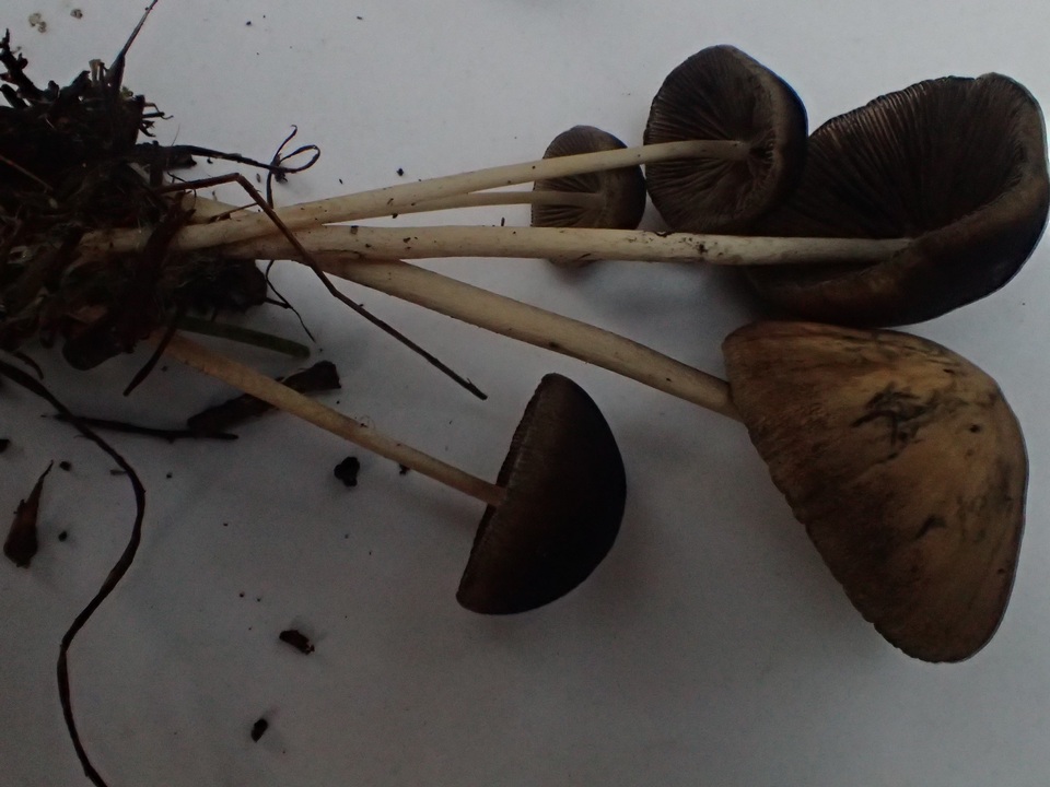 Psathyrella subhepatica image