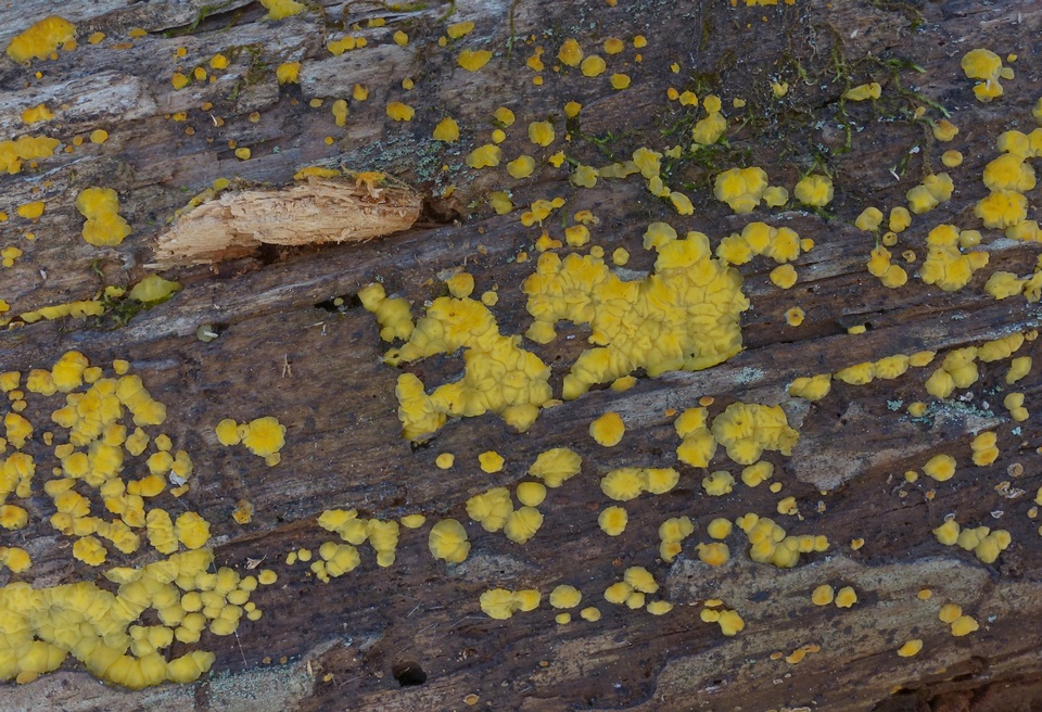 Dacrymyces variisporus image
