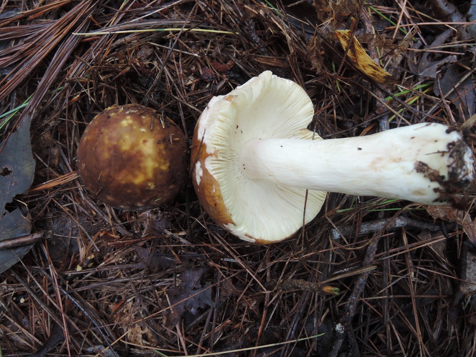 Russula favrei image