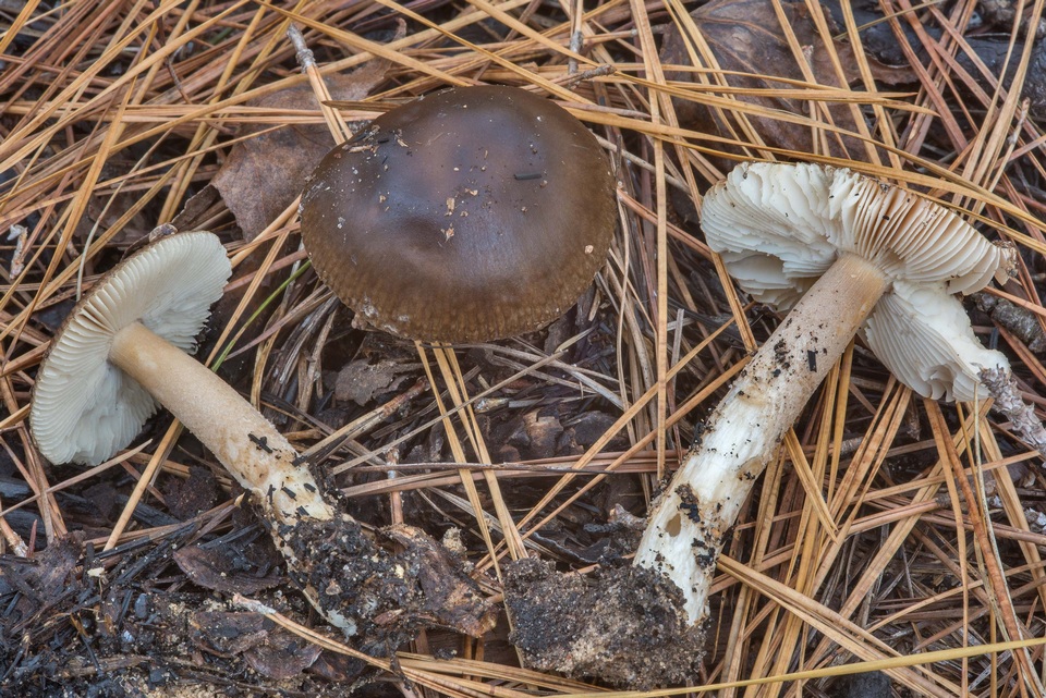 Amanita dulciarii image