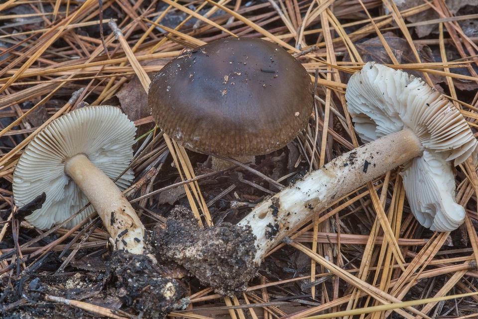 Amanita dulciarii image