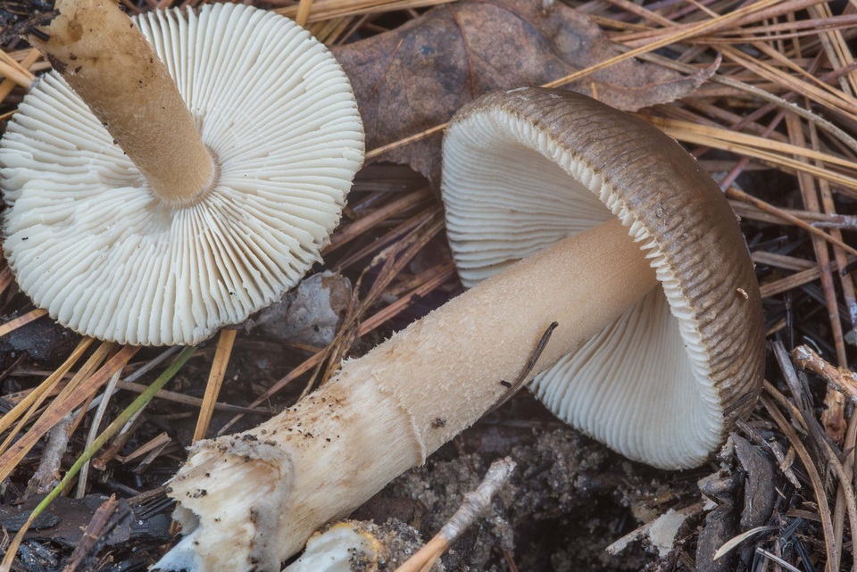 Amanita dulciarii image