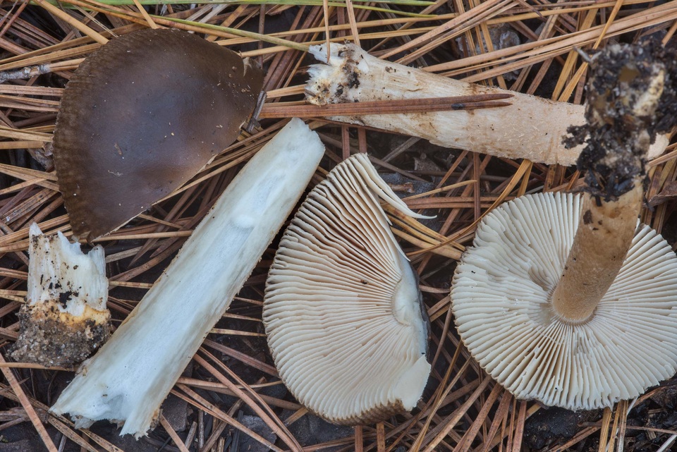 Amanita dulciarii image