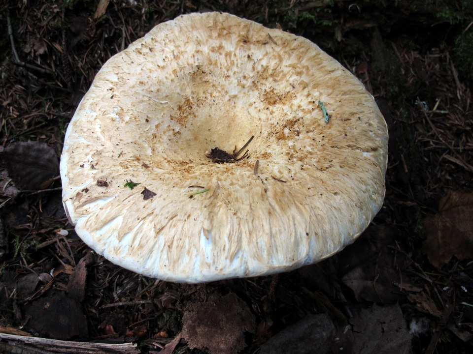 Lactifluus deceptivus image
