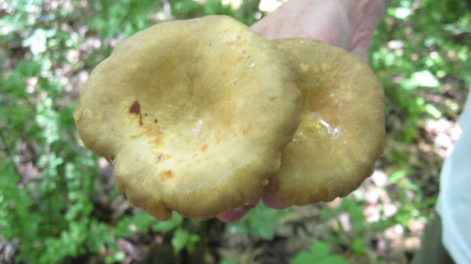 Lactarius marylandicus image
